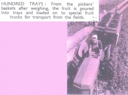 Transporting freshly picked fruit to the factory