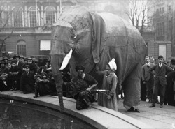 Students enlist an elephant for RAG week celebrations