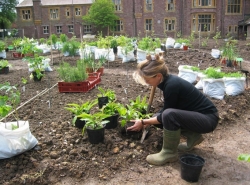 Planting begins
