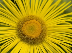 Inula hookeri which flowers in summer
